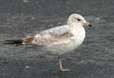 Seagull (?) on parking lot