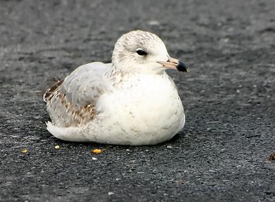 Seagull (?) on parking lot