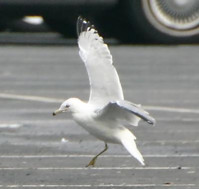 Landing