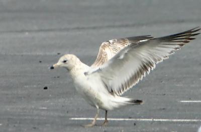 Getting Ruffled