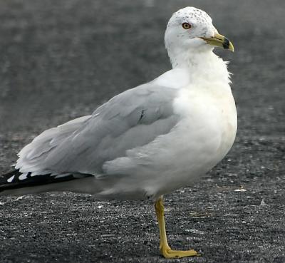 Seagulls