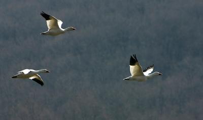 Snow Geese in flight  (WE 3/13/2003)