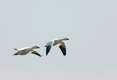 Snow Geese in flight