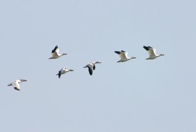 Lots of Snow Geese in flight