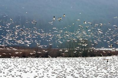 Lots of Snow Geese