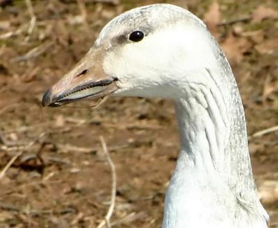 Head shot of Snow Goose