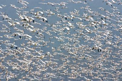 Tons of Snow Geese