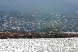 Lots of Snow Geese