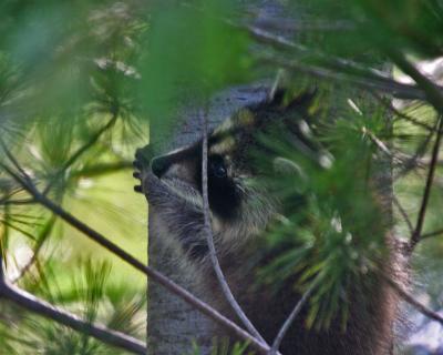 BabyRacoonHiding.jpg