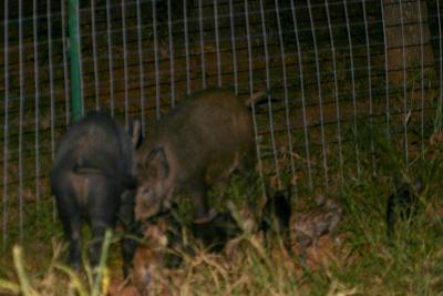 Feral Pigs caught at the Lake