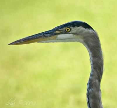 heron