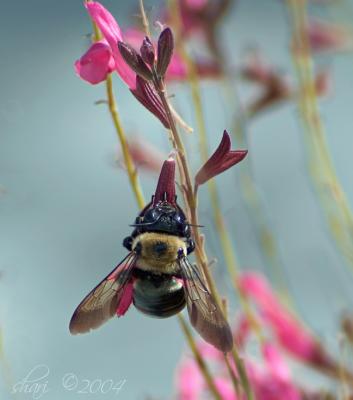 salvia bee