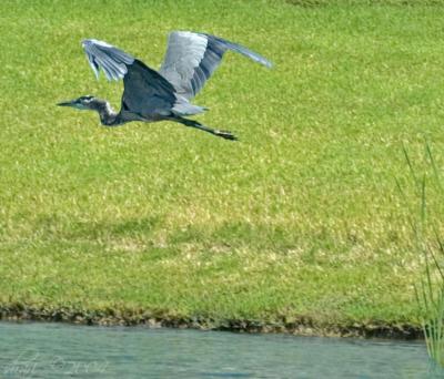 heron in flight