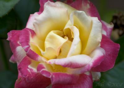 pink and yellow rose