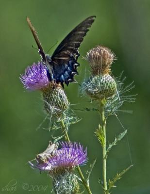 butterfly & grasshopper on thistle