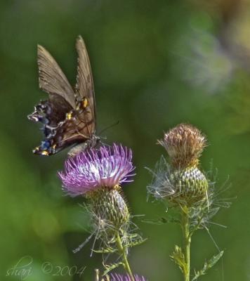 butterfly on thistle