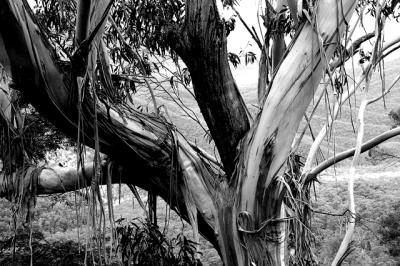 Shedding gum tree in Blue Mountains