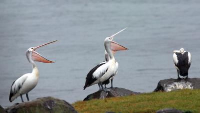 Pelicans gathering rain in bill at Clontarf