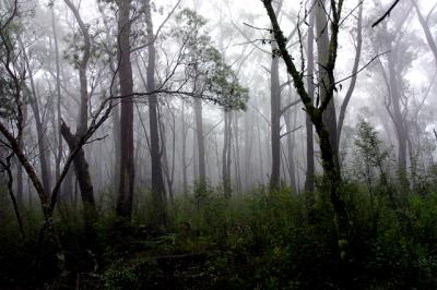 Trees in fog