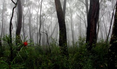 Trees in fog