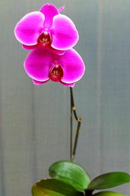 Moth orchid