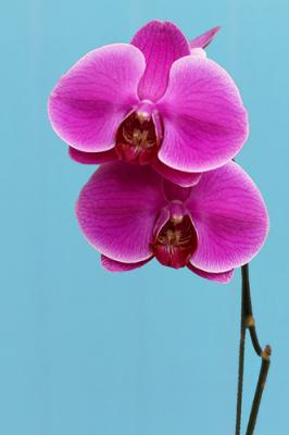 Moth orchid