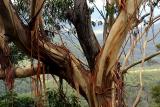 Gum tree shedding bark in Blue Mountains