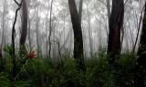 Trees in fog