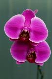 Moth orchid closer