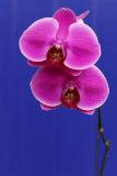 Moth orchid with blue background
