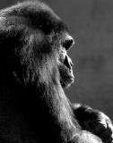 Handsome profile of lowland gorilla