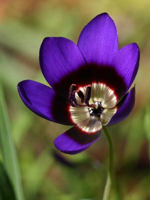 Geissorhiza monanthos