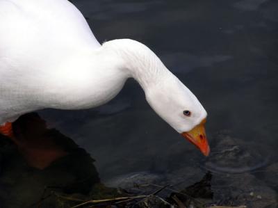 BIRDS-136-copy-sm.jpg