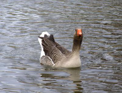 BIRDS-144-copy-sm.jpg
