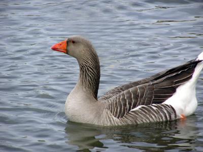 BIRDS-145-copy-sm.jpg