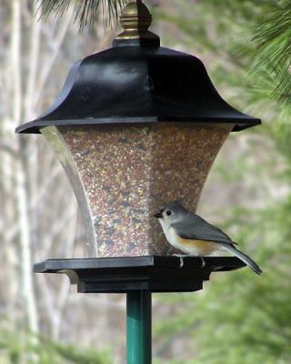 BIRDS-071-copy-sm.jpg