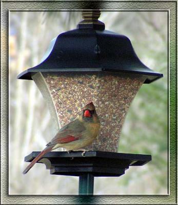 BIRDS-013-copy-sm.jpg