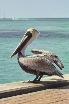 Pelican (Male?) IMG02403.jpg