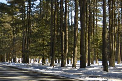 Avenue of the Pines