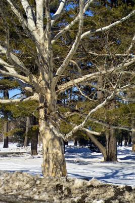 A Grand Old Tree