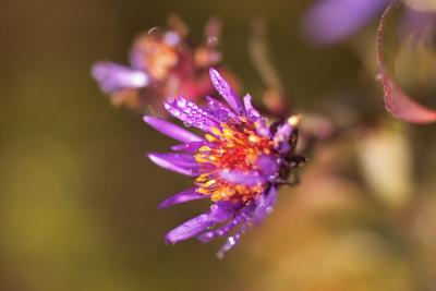 aster.jpg