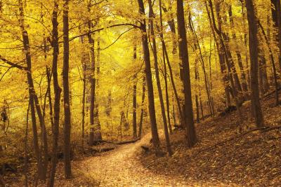 autumnpath.jpg