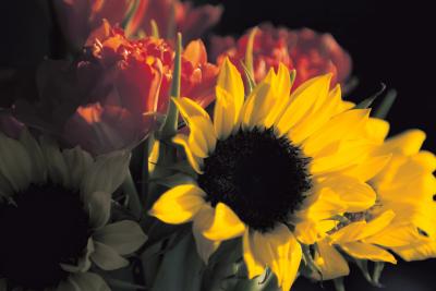 sunflower.jpg