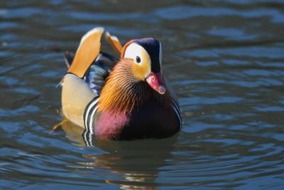 colorful Duck