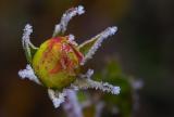 Frosen Star