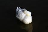 White Duck.jpg