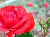 DSCN1496.jpg