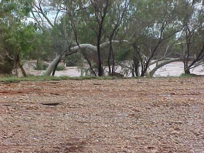 Paraburdoo #2
