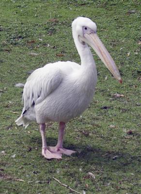 Pelican in St James Park