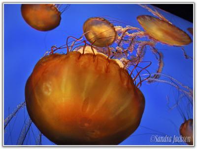 Black Sea Nettles